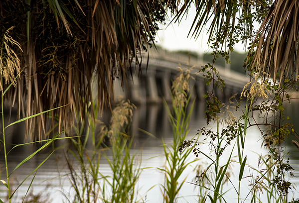 View of bridge into Shalimar Florida through coastal palms along the bay shoreline